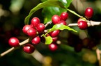 Giá nông sản hôm nay 21/11: Hồ tiêu lo ngại vượt nguồn cung, giá cà phê thêm một pha thủng đáy