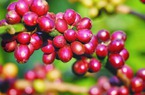 Giá nông sản hôm nay 03/11: Hồ tiêu lừng khừng, giá cà phê tăng chớp nhoáng