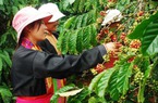 Giá nông sản hôm nay 14/11: Hồ tiêu chật trong thế khó, cà phê vùng vẫy đợi bật tăng