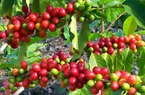 Giá nông sản hôm nay 09/11: Hồ tiêu chật vật, cà phê giảm sâu về mức 39