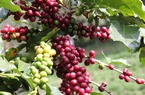 Giá nông sản hôm nay 15/11: Hồ tiêu tăng nhẹ, cà phê tồn tại quá nhiều nghịch lý khó bứt phá