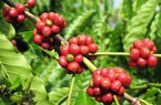 Giá nông sản hôm nay 10/11: Hai sàn níu nhau, giá cà phê mất cơ hội tăng tốc