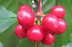 Giá cà phê vẫn chờ cơ hội, hồ tiêu tiếp đà giảm