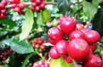 Cà phê giao động yếu khó bứt giá trong tuần cuối năm