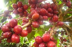 Cà phê, hồ tiêu cùng tăng, khép lại một năm đầy sóng gió