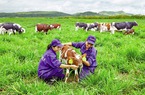 Chăn nuôi công nghệ cao: Cùng làm sẽ thắng?