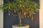 Khéo tay trồng cây me Thái trong chậu cho quả sai trĩu
