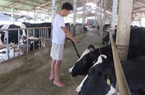 Liên kết chăn nuôi bò sữa hướng đi mới ở Trác Văn