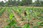 Nông thôn mới không chỉ đơn thuần là các công trình hạ tầng