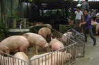 Giá lợn hôm nay (04.8): Giá lợn tại miền Bắc tăng nhẹ, thương lái ngưng mua để ép giá