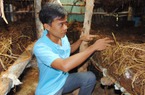 Trồng hơn 200m2 nấm rơm trong nhà kính, mỗi tháng lãi trên 10 triệu đồng