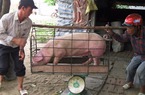 Giá lợn hôm nay 08/8: Giá lợn miền Bắc giảm mạnh, thương lái chỉ mua cầm chừng
