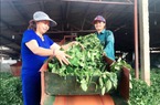 Tự hào nông dân Việt Nam 2017: Chị Nụ đưa hương chè Lai Châu ra thế giới