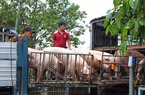Giá lợn hôm nay 04/9: Triển vọng xuất khẩu sang Trung Quốc đã rõ, giá lợn rục rịch tăng
