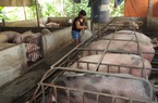 Bù lỗ để nuôi lợn, người chăn nuôi lao đao tìm lối ra