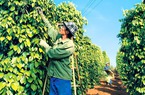 Sau 1 năm giá tiêu giảm 50%, nông dân đứng ngồi không yên trong vụ mới