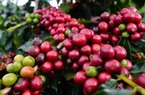 Cà phê rơi rụng, hồ tiêu thất thủ vì mất mùa, rớt giá
