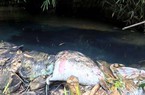 Triệu tập hai người liên quan vụ đổ dầu gây ô nhiễm nước sông Đà