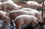 Sức nóng của thị trường thịt lợn sẽ kéo dài tới 2020