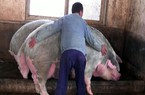 Trung Quốc nuôi lợn "siêu khổng lồ" 500kg đối phó với giá lợn tăng