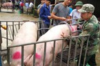 Giá lợn hơi tăng "chóng mặt", nông dân nôn nóng tái đàn