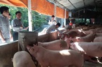 Giá heo hơi tăng cao, chợ lợn lớn nhất miền Bắc buôn bán tấp nập