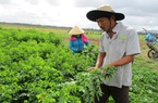 Quảng Nam: Nông dân giàu có nhờ vốn của Quỹ tín dụng nhân dân 