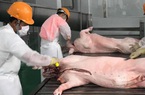 Lợn vẫn ùn ùn vượt biên sang Trung Quốc