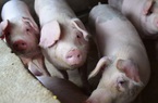 Tết Nguyên đán cận kề, giá thịt lợn Trung Quốc tháng 11 tăng 110%