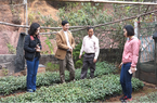 Nghiên cứu phát triển, nâng cao giá trị kinh tế cây Đào chuông xứ Lạng 