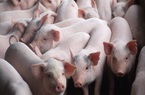 Giá lợn hơi ở Hà Nội sắp trở lại mức 50-60.000 đồng/kg?