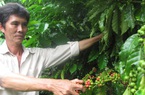 3 năm liên tiếp khủng hoảng giá, người trồng cà phê đuối sức