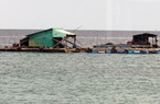 Kiên Giang: Cảnh giác với sinh vật lạ nổi lên từ đáy biển hại cá nuôi