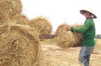 Rơm “đắt xắt ra miếng”, nông dân thu tiền triệu mỗi ngày