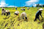 Ngân hàng nhà nước: Ưu tiên vốn cho phát triển nông nghiệp, nông thôn