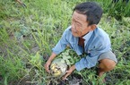 “Giải cứu” nông sản và câu chuyện “đánh đu” với thị trường Trung Quốc