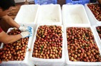 Bắc Giang: Vải kém đậu quả, dân lo "trắng tay"