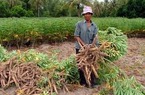 Nông dân trồng mì lao đao thời 'bão giá, bão dịch'