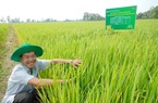 Thay đổi cách trồng lúa theo mô hình chất lượng cao giúp tăng giá bán