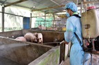 Dịch tả lợn châu Phi tàn phá vùng ĐBSCL, người dân lao đao