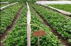 Nông dân “bắt tay” doanh nghiệp sản xuất rau an toàn theo chuỗi