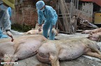 Hà Nội mỗi ngày tiêu hủy hơn 10.000 con lợn