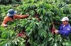 Thị trường cà phê: Giá hồi phục tới 1.400 đồng/kg