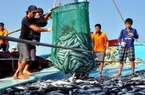 Nỗ lực thay đổi số phận "thẻ vàng" cho thủy sản Việt Nam
