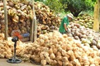 Đưa trái dừa trở thành cây trồng chủ lực vùng Nam Trung bộ
