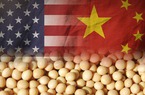 Trung Quốc dừng nhập khẩu đậu tương, nông dân Mỹ lao đao