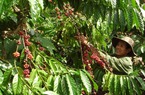 Tái cơ cấu cây trồng chủ lực vùng Tây Nguyên: Thực trạng cây cà phê
