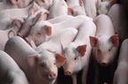Nguy cơ thiếu hụt thịt lợn vào cuối năm 2019