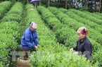 Tp. Hồ Chí Minh tìm giải pháp phát triển kinh tế tập thể nông nghiệp