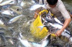 Giá cá tra giảm mạnh - Người chăn nuôi lỗ nặng